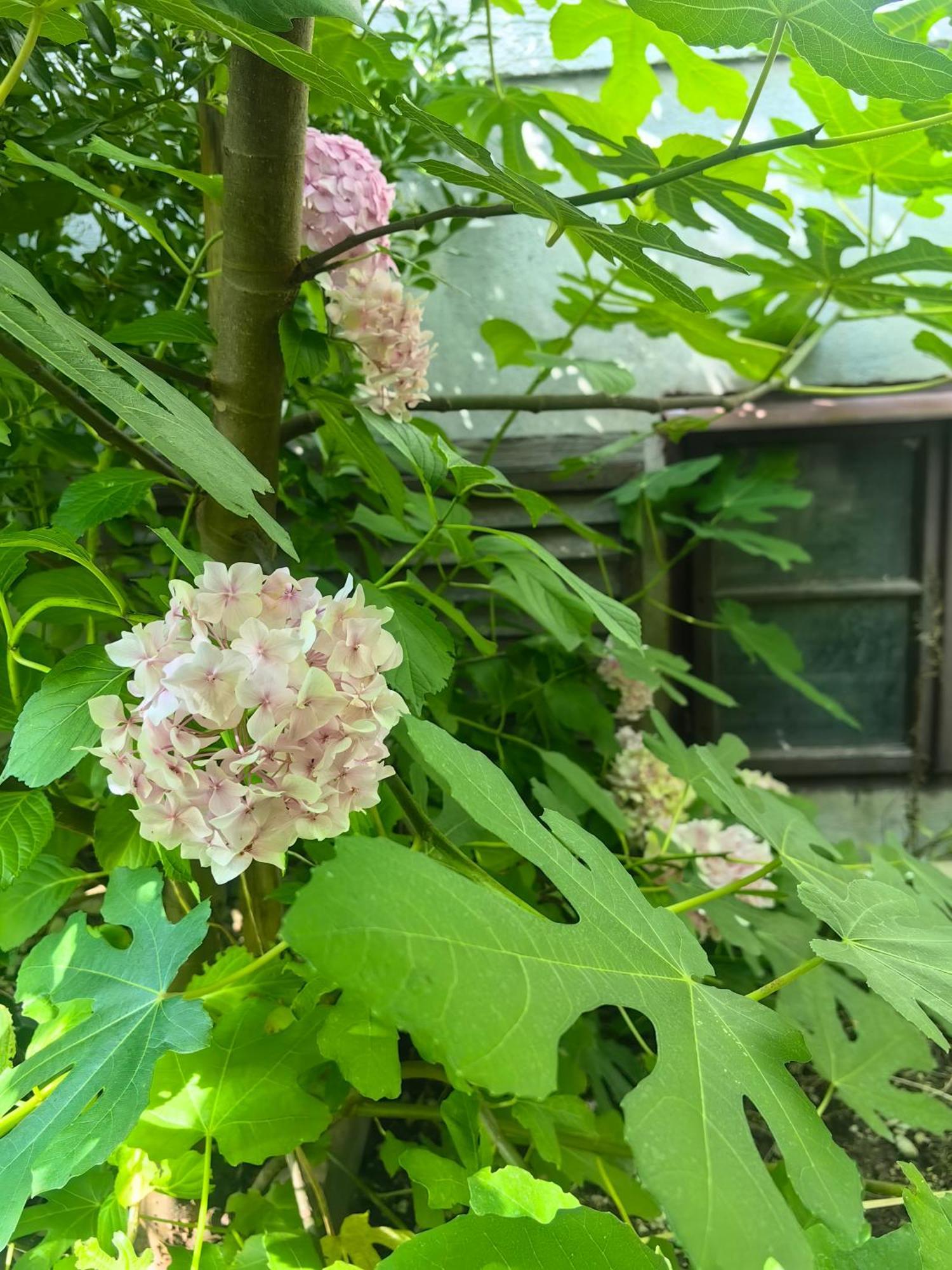 Hisa Hortenzija Luče 外观 照片